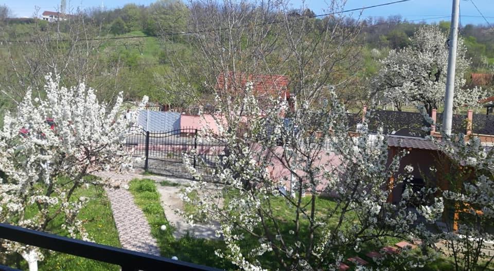 Casa Liana Hotel Oradea Ngoại thất bức ảnh
